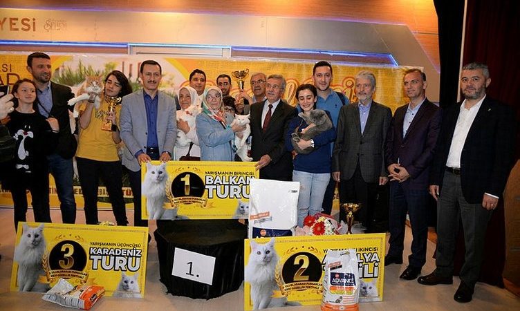 Turkish capital chooses Miss cats